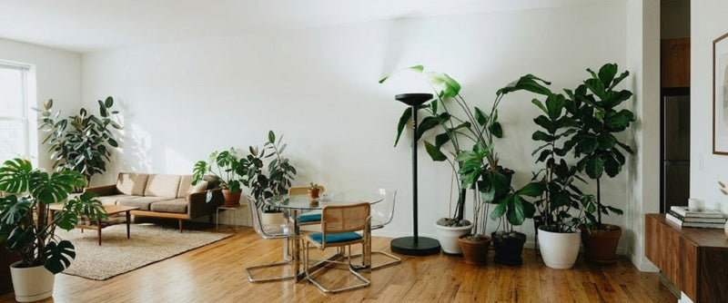 The CRI Lie: Why High-CRI Light Therapy Lamps Aren't Full Spectrum