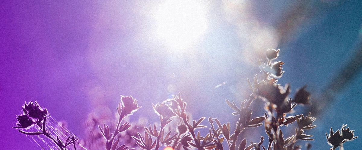 Daylight is rich in violet light.