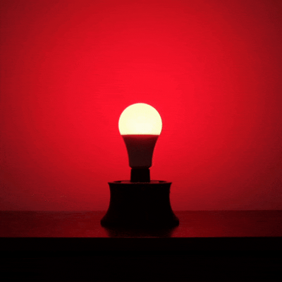 The Bulb