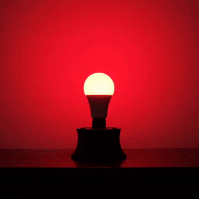 The Bulb